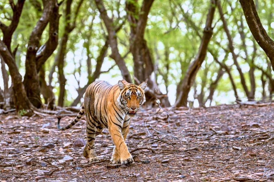Golden Triangle Tour with Wildlife