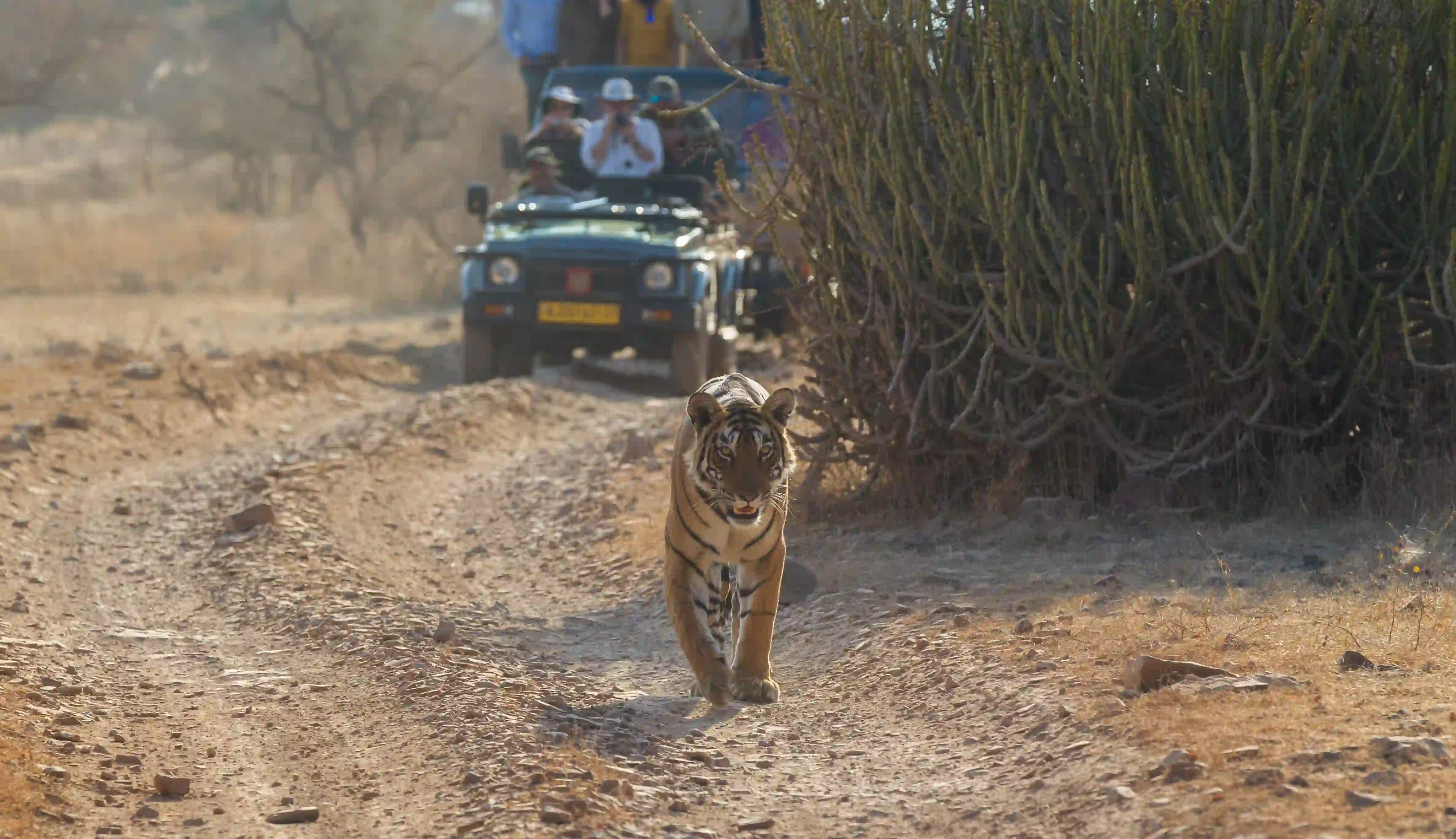 Same Day Tiger Safari Private Trip By Car from Jaipur