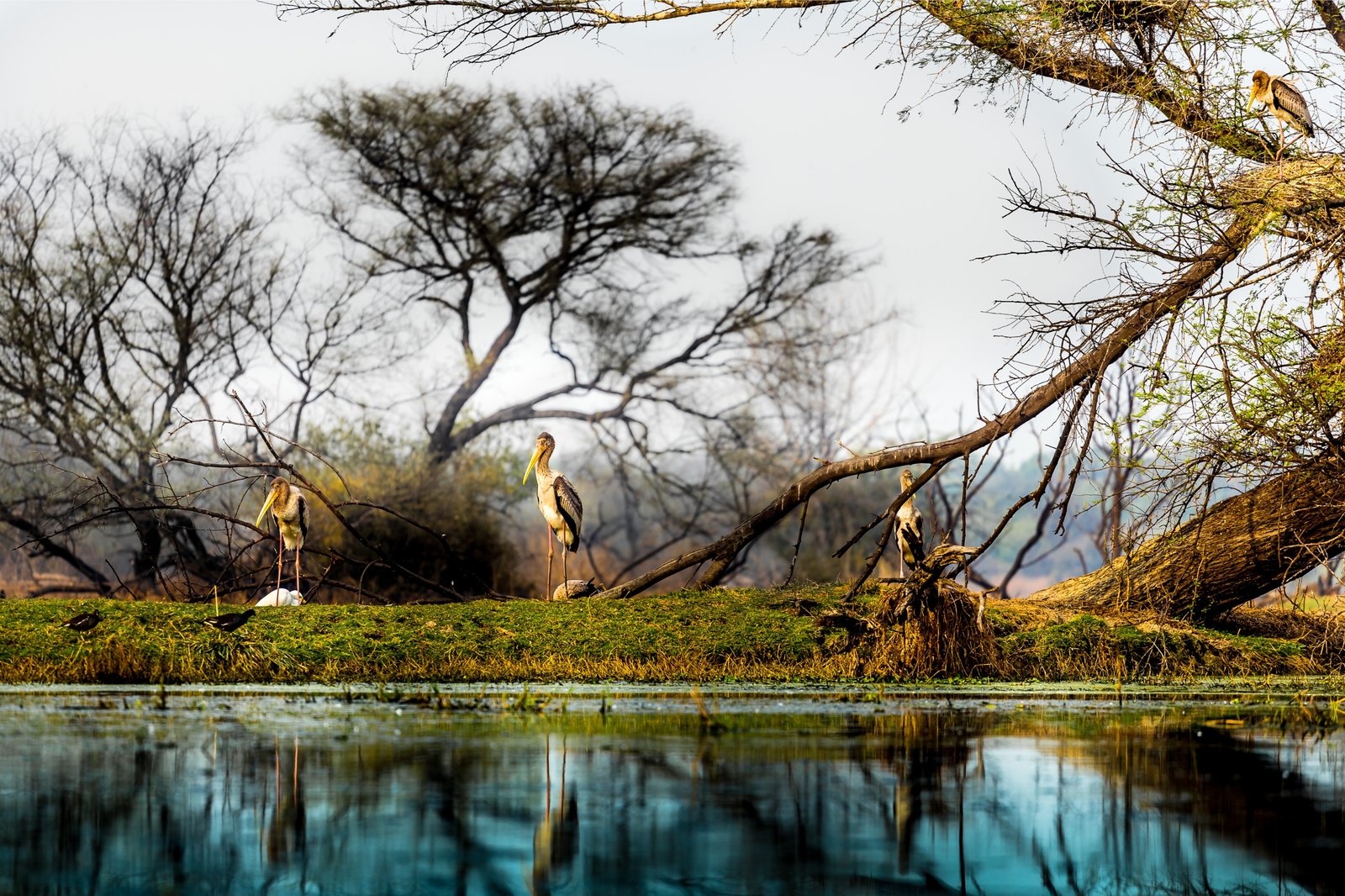 Agra to Fatehpur Sikri & Bharatpur Bird Watching